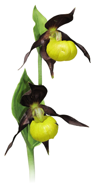 Sabot de Vénus Sabot de Vénus